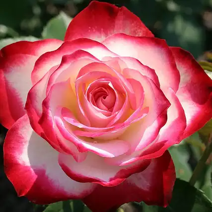70-80 cm - Trandafiri - Jubile Du Prince De Monaco® - 